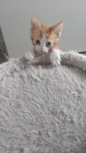 Kitten - afbeelding 2
