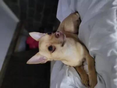 Lieve pomchi meisje - afbeelding 4