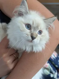 Ragdoll te koop verkopen Meerstad Nederland - 5522