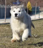 Alaskan malamute pups - afbeelding 13