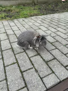 Konijnen te koop verkopen Zele Belgie - 5360