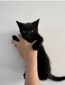 2 prachtige kittens - afbeelding 2