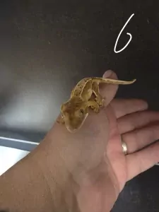 Wimper gecko - afbeelding 6