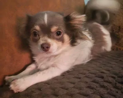 Chihuahua te koop verkopen Hamme Belgie - 4694