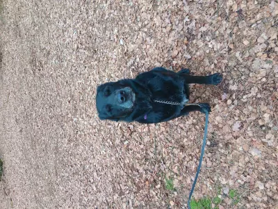 Woodie, sociale, aanhankelijke reu van 7.5 jaar oud - afbeelding 2