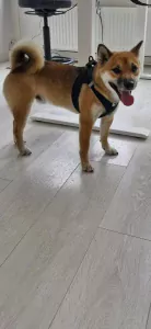 Shiba te koop verkopen Leiden Nederland - 4978