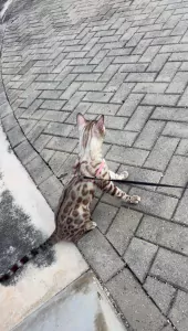 Seal lynx vol ras Bengaalse kater 1 jaar oud - afbeelding 5