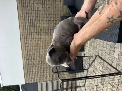 American Staffordshire Terriër te koop verkopen Hoogezand Nederland - 4743