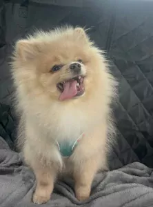 Pomeriaan pup - afbeelding 2