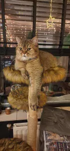 Bijzonder duo: Britse Korthaar Black Golden Tabby - afbeelding 3