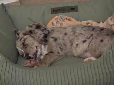 Puppy te koop - afbeelding 3