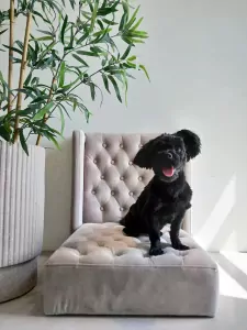 Boomer reutje - afbeelding 3