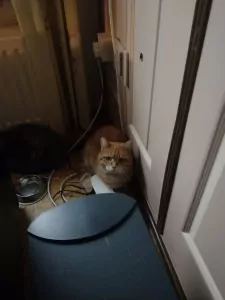 Twee lieve katten samen of apart zoekend naar thuis - afbeelding 2