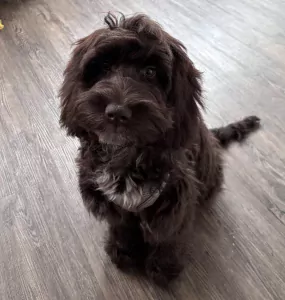 Cockapoo te koop verkopen Dordrecht Nederland - 5076