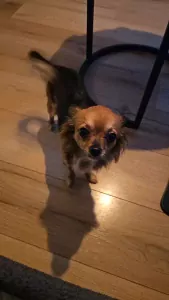 Chihuahua te koop verkopen Naaldwijk Nederland - 4972