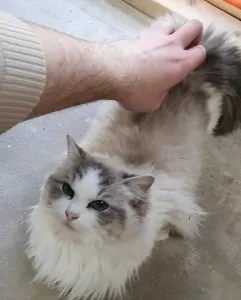 Prachtige Ragdoll poes met stamboom - afbeelding 2