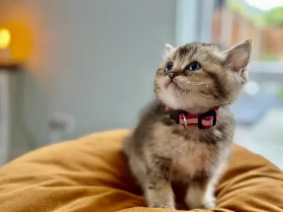 Britse korthaar kittens met stamboom - kampioenslijn - afbeelding 4