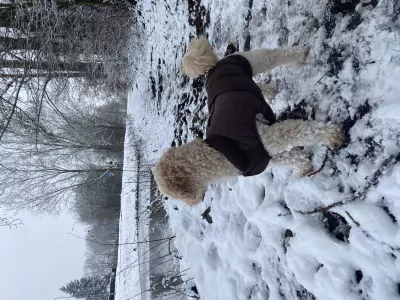 Maltipoo dekreu - afbeelding 2