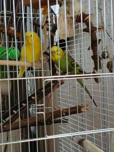 teef nestjes