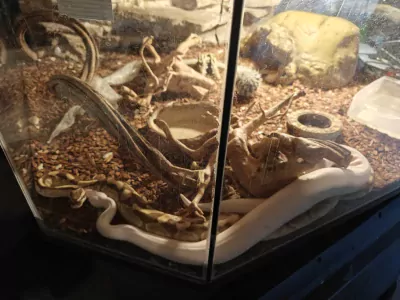 phytons te koop - afbeelding 4