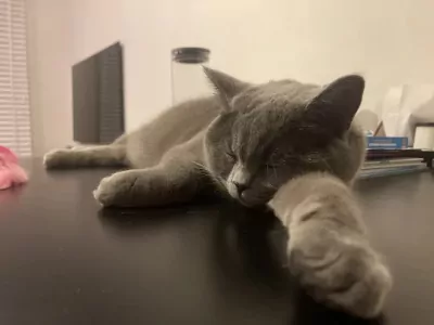 Leya zoekt nieuwe woonplek - afbeelding 4