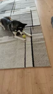 Siberian Husky te koop verkopen Amersfoort Nederland - 5314