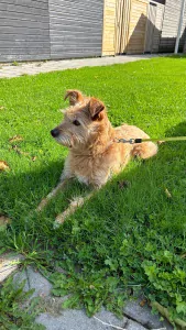 Lieve hond Sira - afbeelding 2