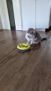 Nieuw, liefdevol baasje gezocht voor onze Britse Korthaar - afbeelding 5