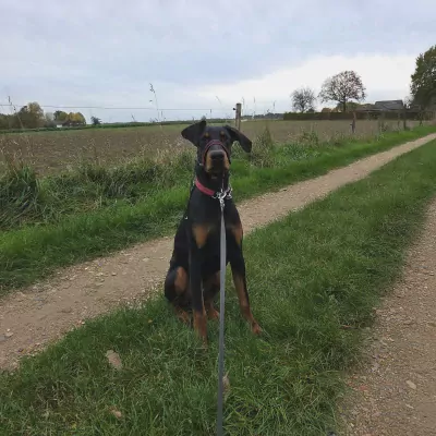 Dobermann te koop verkopen Groesbeek Nederland - 5098