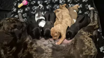 Rhodesian Ridgeback x Australian Shepherd