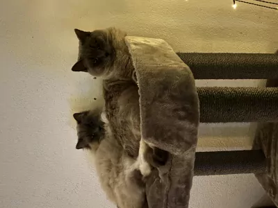 Brits Korthaar te koop verkopen Dieren Nederland - 5354