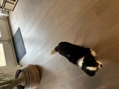 Lieve Bruno heeft een nieuw thuis nodig - afbeelding 2