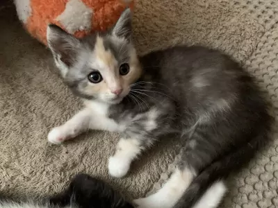 Kittens - afbeelding 3