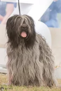 teef nestjes