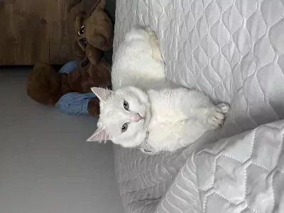9 jarige kat te koop - afbeelding 3