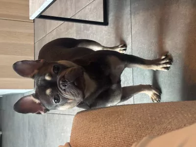 Franse bulldog teef - afbeelding 2