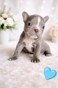 Franse Bulldog te koop verkopen Oudenburg Belgie - 5274