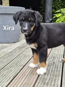Berner Sennenhond te koop verkopen   - 5680