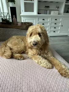 Goldendoodle Lexie zoekt zijn familie - afbeelding 4