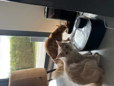 Maine Coon te koop verkopen Rotterdam Nederland - 4926