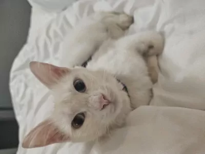 Turkse Angora te koop verkopen ALMERE Nederland - 5626