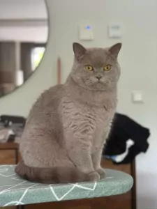 Brits Korthaar te koop verkopen Waddinxveen Nederland - 5207