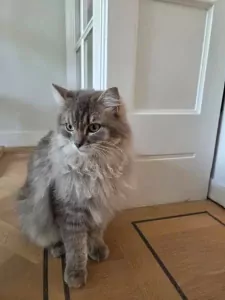 Liefdevol thuis gezocht voor twee hele lieve Ragdolls ❤️ - afbeelding 2