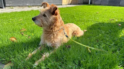 Lieve hond Sira - afbeelding 6