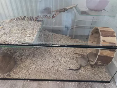 Gerbils + bak te koop - afbeelding 3