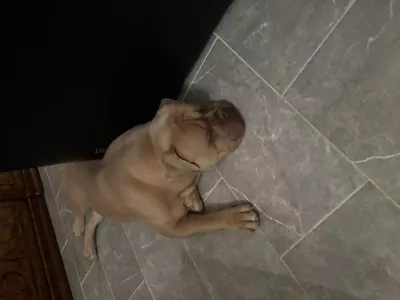 American Staffordshire Terriër te koop verkopen Hoogeveen Nederland - 5179