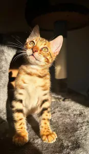 Bengaalse kater te koop - afbeelding 2