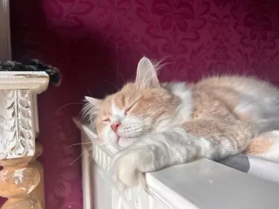 Lieve, knappe Toby zoekt zijn 4ever home - afbeelding 2
