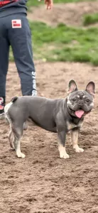 Aanhankelijke Franse bulldog reu van 1,5 jaar - afbeelding 2