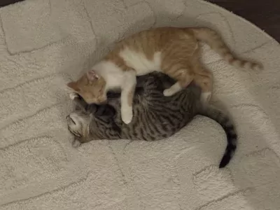 Europese Korthaar te koop verkopen Arnhem Nederland - 5140